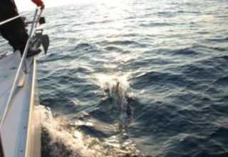  Renta de barco en Hyères 